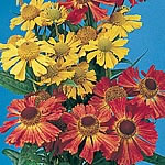 Unbranded Helenium Red and Gold Hybrids Seeds