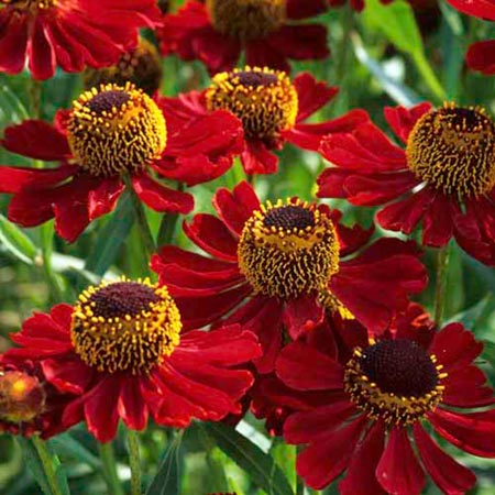 Unbranded Helenium Ruby Dwarf Pack of 3 Bare Roots