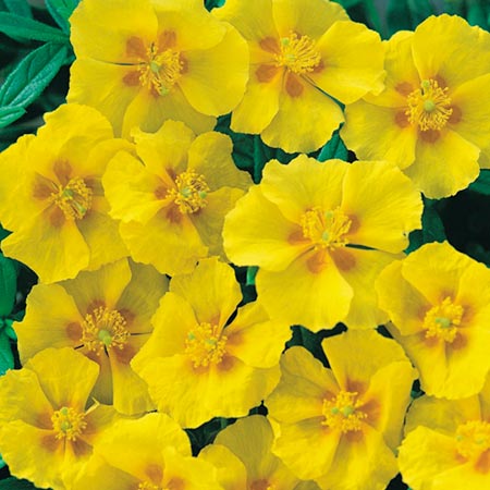 Unbranded Helianthemum Ben Fhada Plants Pack of 3 Potted