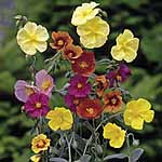 Unbranded Helianthemum Mixed Seeds 426121.htm