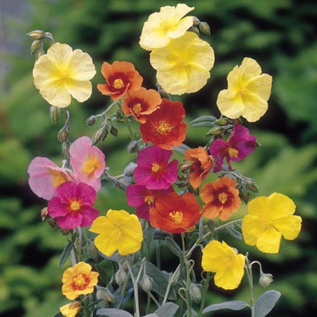 Unbranded Helianthemum Mixed Seeds (Rock Rose) Average