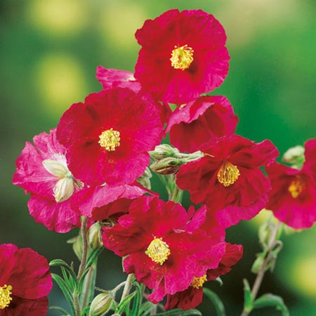 Unbranded Helianthemum Razzle Dazzle Plants Pack of 5 Pot