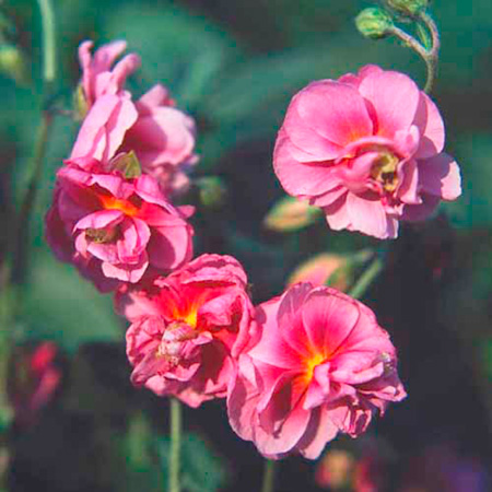 Unbranded Helianthemum Rose of Leeswood Plants Pack of 5