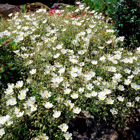 Unbranded Helianthemum The Bride Plants Pack of 3 Potted