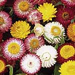 Unbranded Helichrysum Dwarf Chico Mixed Seeds 421329.htm