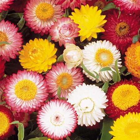 Unbranded Helichrysum Dwarf Chico Mixed Seeds (Everlasting