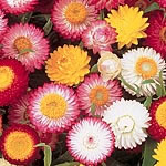 Helichrysum Dwarf Chico Mixed Seeds