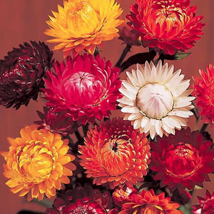 Helichrysum Forever Mix Seeds