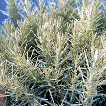 Unbranded Helichrysum Korma (Curry Plant) Pack of 3 Potted