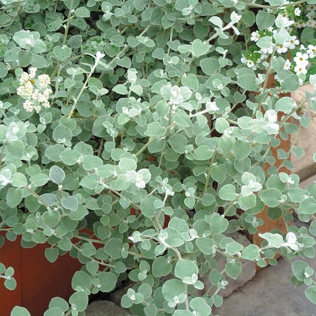 Unbranded Helichrysum Silver Plants Pack of 5 Pot Ready