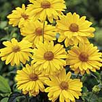 Unbranded Heliopsis Venus 223113.htm