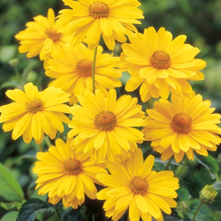 Unbranded Heliopsis Venus Pack of 3 Bare Roots