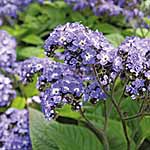 Unbranded Heliotrope Butterfly Blue Plants 466501.htm