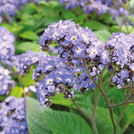 Unbranded Heliotrope Butterfly Blue Plants Pack of 10 Pot