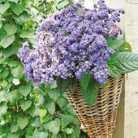 Unbranded Heliotrope Butterfly Blue Plants Pack of 6 Pot