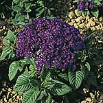 Unbranded Heliotrope Mini Marine Seeds 420412.htm