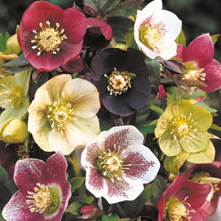 Unbranded Helleborus Mix Pack of 5 Bare Roots