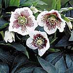 Unbranded Helleborus White Lady Spotted Plants 488571.htm
