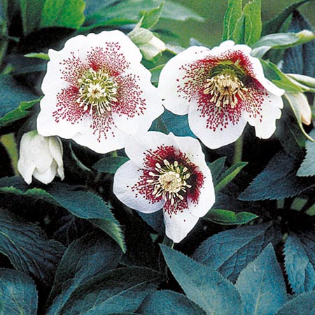 Unbranded Helleborus White Lady Spotted Plants Pack of 3