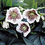 Unbranded Helleborus White Lady Spotted Plants