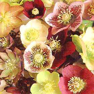 Unbranded Helleborus Winter Flowering Seeds