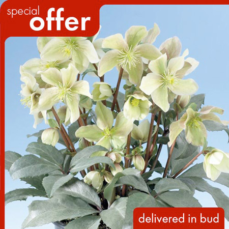 Unbranded Helleborus Winter Sunshine Plants Pack of 3 Pot