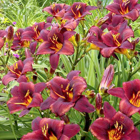 Unbranded Hemerocallis Chocolate Candy Packof 2 Bare Roots