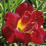 Unbranded Hemerocallis Highland Lord 212677.htm