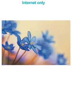 A close up photo of blue flower heads.Artist Info:Frank Krahmer specialises in nature photography an