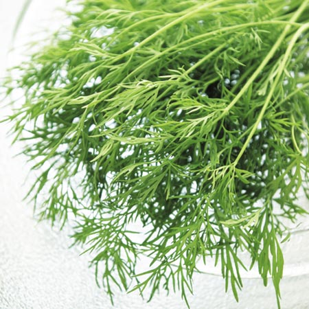 Unbranded Herb - Dill Plant 1 Plant
