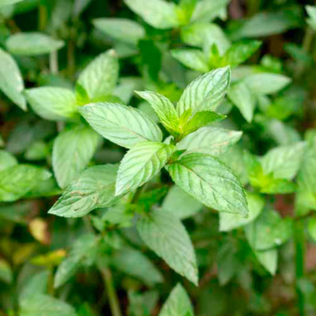 Unbranded Herb - Mint Peppermint Plant 1 Plant