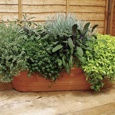 Unbranded Herb - Oreganum Gold Plant 1 Plant