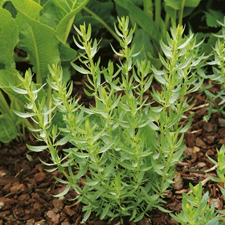 Unbranded Herb - Tarragon French Plant 1 Plant