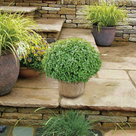 Unbranded Herb Aristotle F1 Plants Pack of 6 Pot Ready