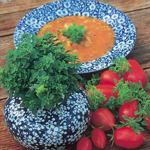 This annual has small pointed clove-scented leaves and requires a sunny spot in the garden  greenhou