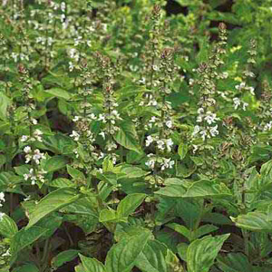 Lime scented green leaves that can be used in cooking  eaten raw or alternatively used to make a del