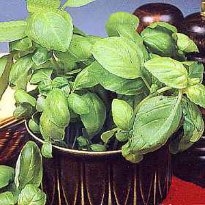 Unbranded Herb Basil Sweet Green Seeds