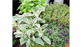 Freshly picked herbs are far better than the ones you get out of a jar! Sage is one of the most frequently used herbs and this variegated one is particularly attractive. The thyme is a creeping evergreen with bright green-and-gold variegated leaves. 
