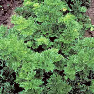 Unbranded Herb Celery Par-Cel Seeds