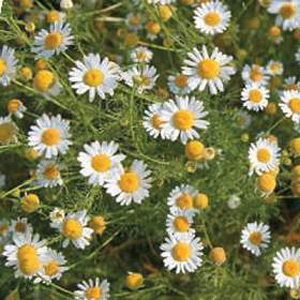 Daisy-like flowers with yellow centres and feathery foliage (which has an apple smell when crushed).