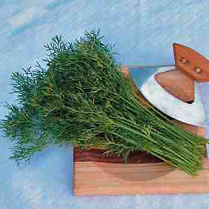 Unbranded Herb Coriander Confetti Seeds