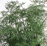 Unbranded Herb Dill Bouquet Seeds