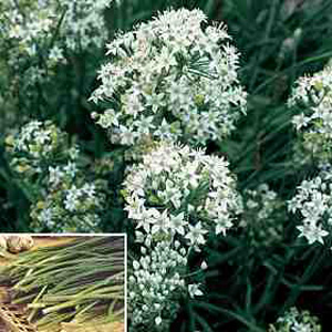 Unbranded Herb Garlic Chinese Chives Seeds