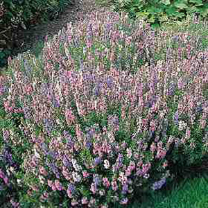 Unbranded Herb Hyssop Tricolour Seeds