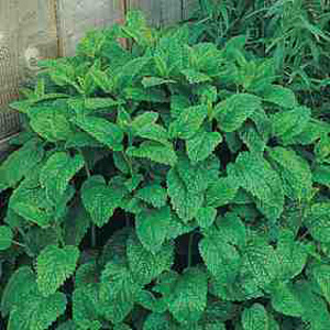 Unbranded Herb Lemon Balm Seeds