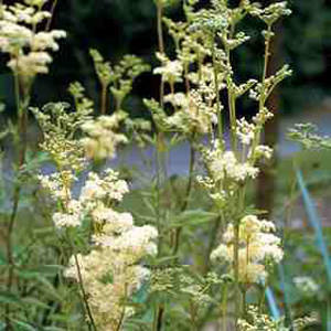 Unbranded Herb Meadow Sweet Seeds