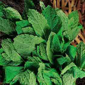 Great for roast lamb and new potatoes this mint has a great aroma and an even better flavour.