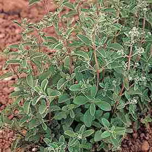 A hardy perennial herb with sweet smelling  aromatic foliage which can be used for flavouring moussa