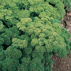 Unbranded Herb Parsley Curled Green Pearl Seeds