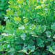 Unbranded Herb Parsley French Plain Leaved Seeds